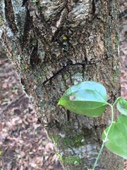 Leiobunum ventricosum