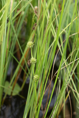 Sparganium subglobosum