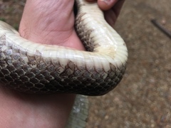 Lampropeltis