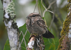 Hydropsalis climacocerca