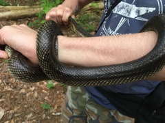 Lampropeltis