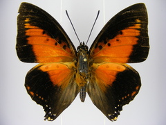 Charaxes zingha