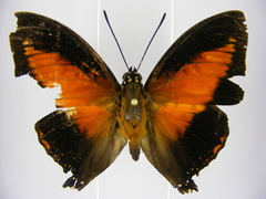 Charaxes zingha