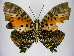 Charaxes zingha
