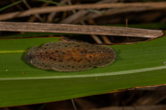 Athoracophoridae