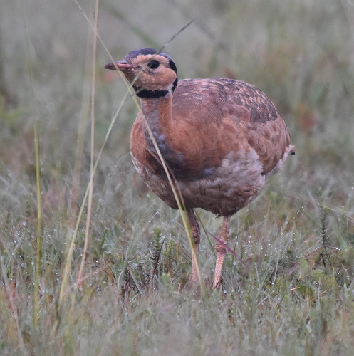 Barrow’s Korhaan (Subspecies Eupodotis senegalensis barrowii) · iNaturalist