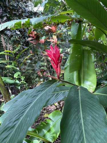 Foto de Gengibre-vermelho