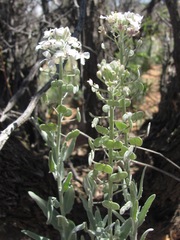 Dimorphocarpa candicans