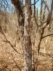 Zanthoxylum arborescens