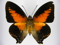 Charaxes zingha