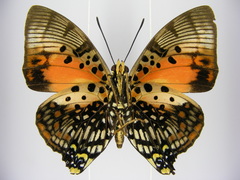 Charaxes zingha
