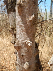 Zanthoxylum arborescens