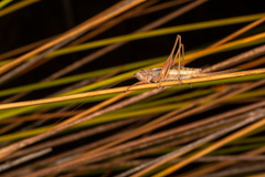 Conocephalus albescens