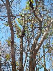 Zanthoxylum arborescens