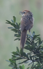 Sphenoeacus afer natalensis