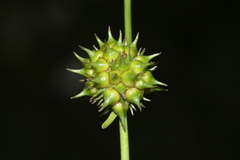 Sparganium subglobosum