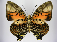 Charaxes zingha