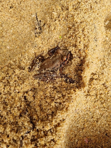Thoropa taophora