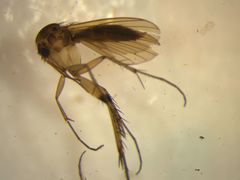 Mycetophila solitaria