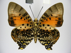 Charaxes zingha