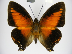 Charaxes zingha