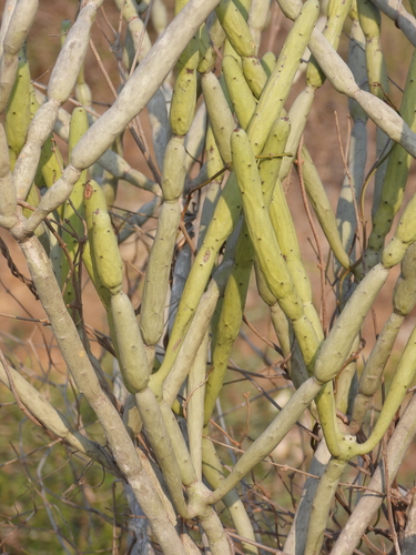 Euphorbia alluaudii