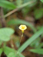 Ipomoea minutiflora image