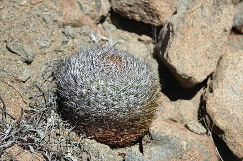 Eriosyce rodentiophila