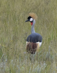 Balearica regulorum regulorum