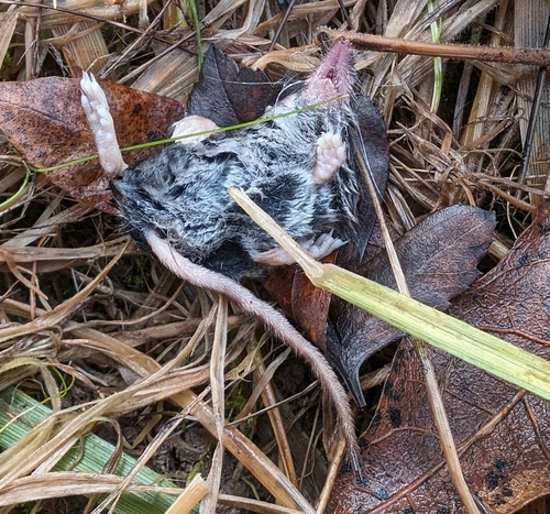 Trowbridge's Shrew