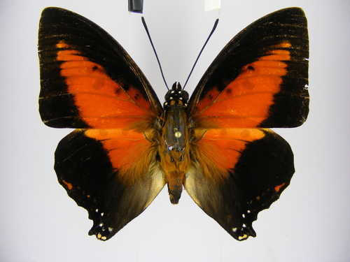 Red Emperor