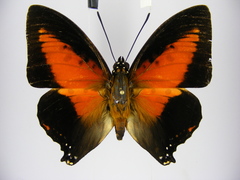 Charaxes zingha