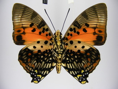 Charaxes zingha