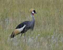 Balearica regulorum regulorum