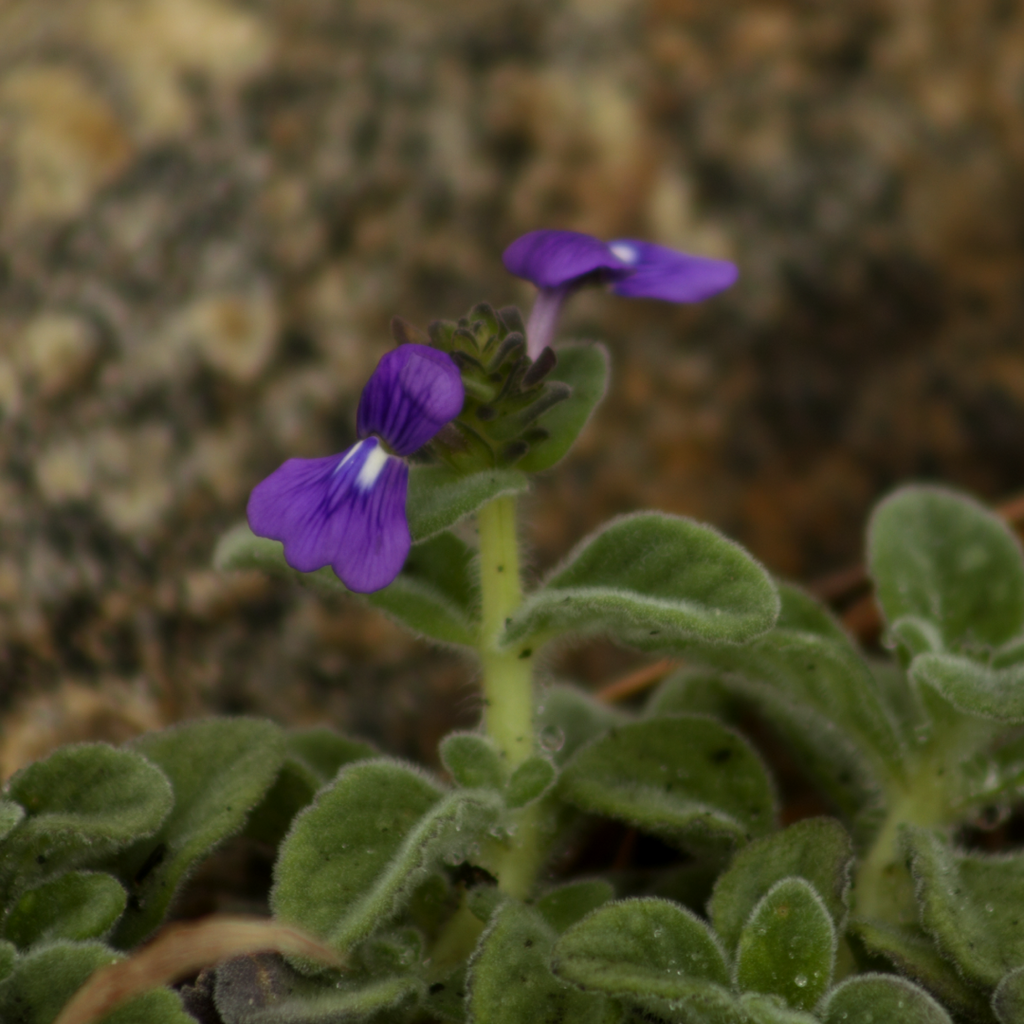 Matourea latifolia