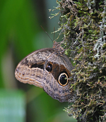 Caligo placidianus