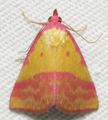 Phytometra rhodarialis