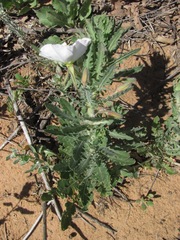 Oenothera engelmannii