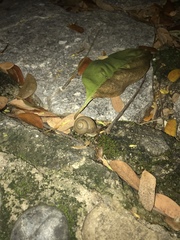 Zachrysia provisoria