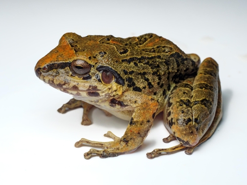 Pristimantis lymani (Barbour & Noble, 1920)