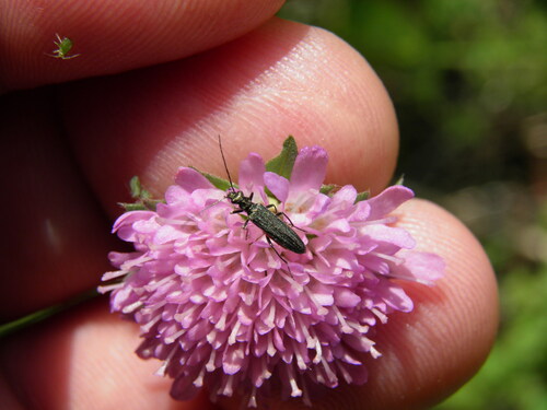 Oedemera lurida