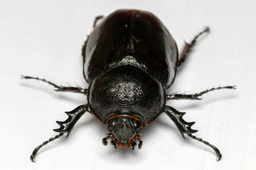 Centaurus Beetle
