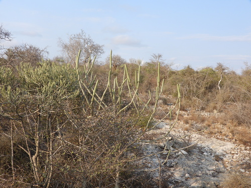 Image of Euphorbia alluaudii by (c) amantedarmanin, some rights reserved (CC BY)
