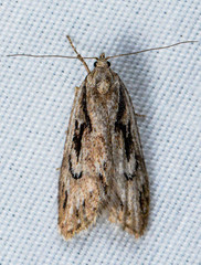 Semioscopis aurorella