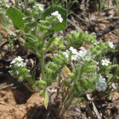 Cryptantha crassisepala crassisepala