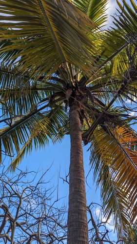 Foto de Coqueiro