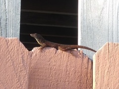 Anolis sagrei