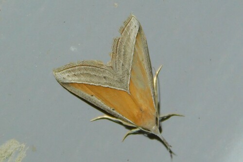 Hypena conscitalis