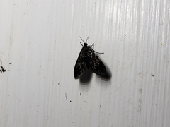 Elophila tinealis