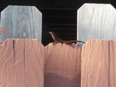 Anolis sagrei